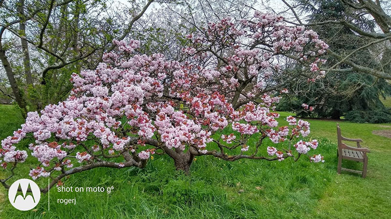 Kew Gardens