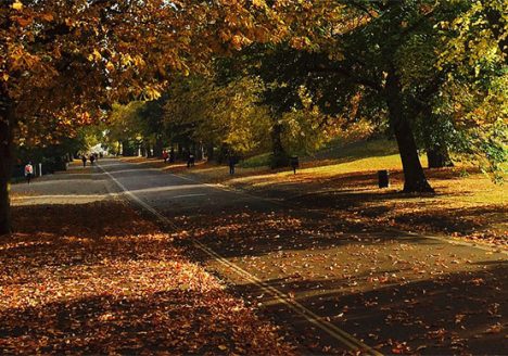 Autumn in London Park