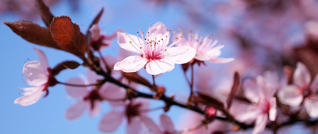 Cherry Blossom