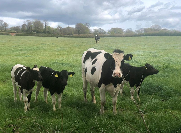 Cows Cows