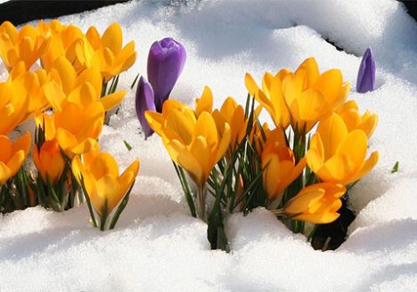 Crocus Flowers in spring