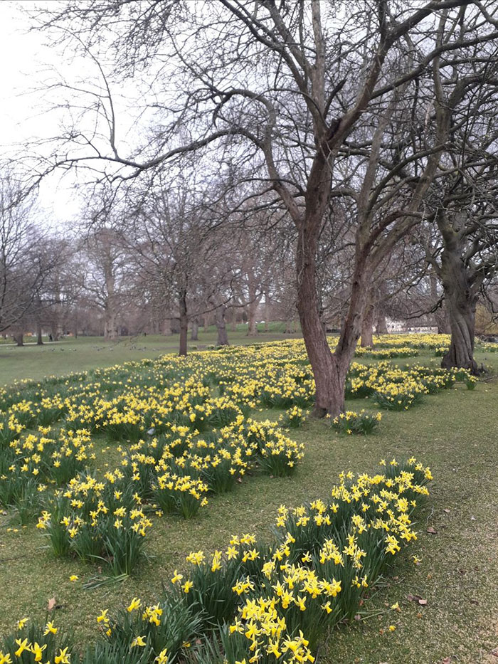 Catherine's Daffodils