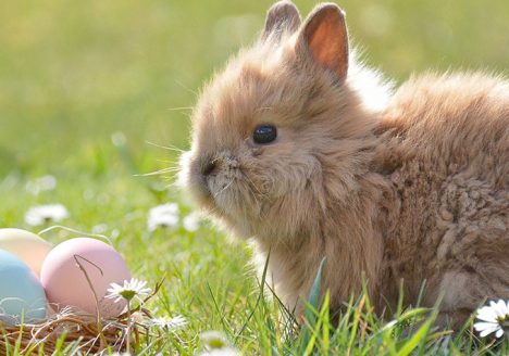 Easter Bunny