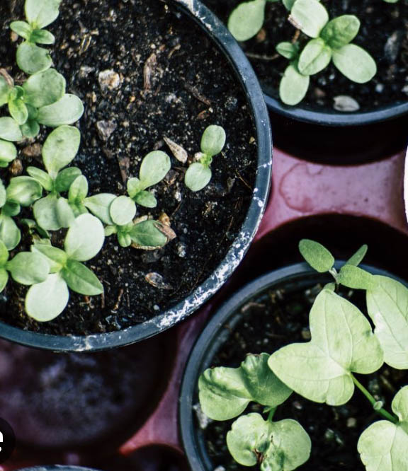 Herb Planting