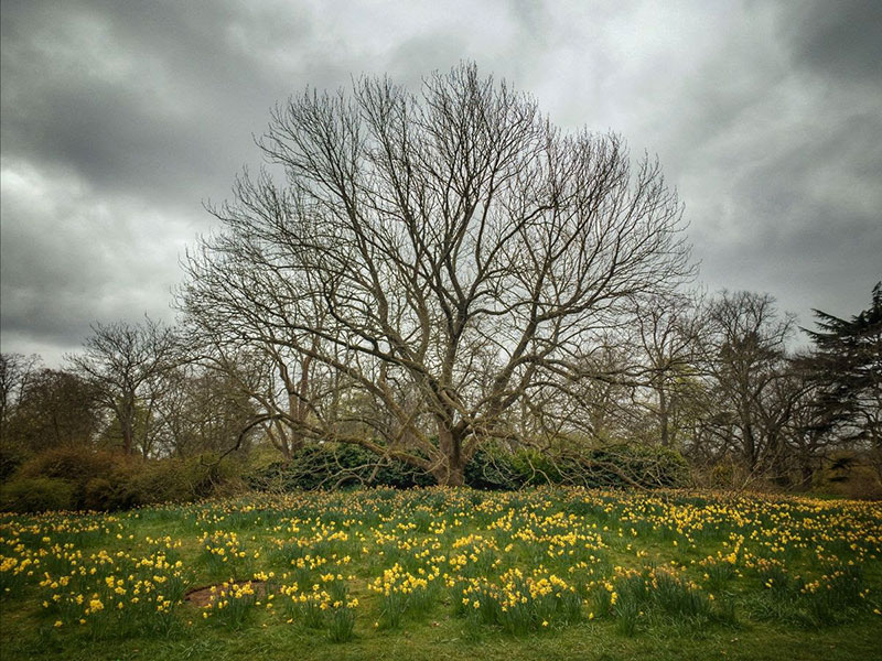 Kew Gardens