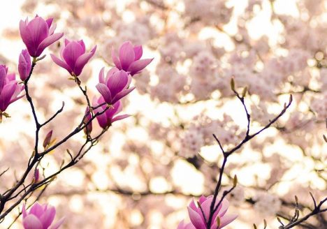 magnolia flowers