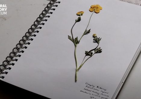 Pressed Flowers
