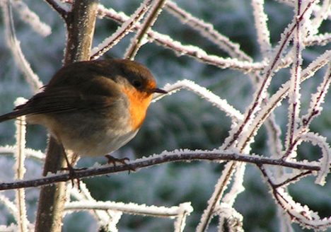 Robin in winter
