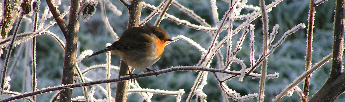 Robin in winter