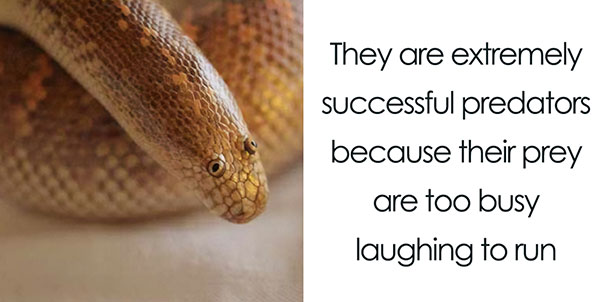 Snake Snake