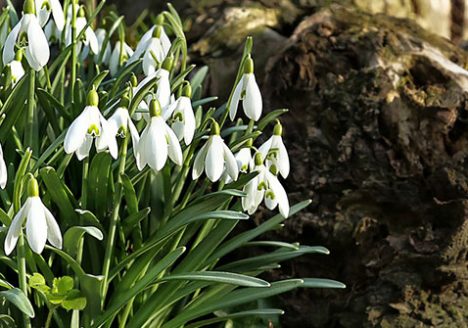Snowdrops