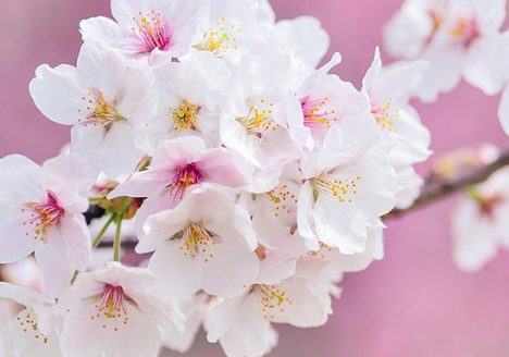 spring cherry blossom