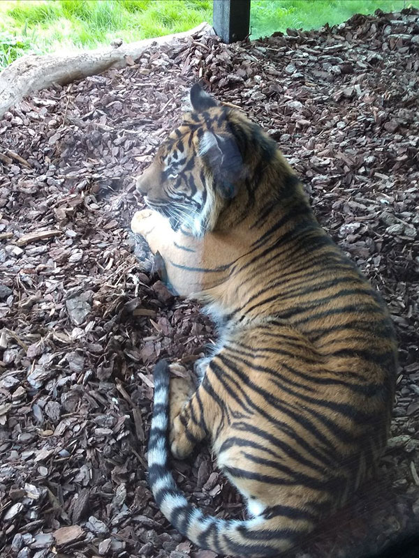 Sumatran tiger