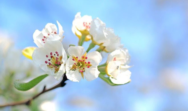 Spring Blossom