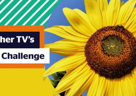 Sunflower Challenge